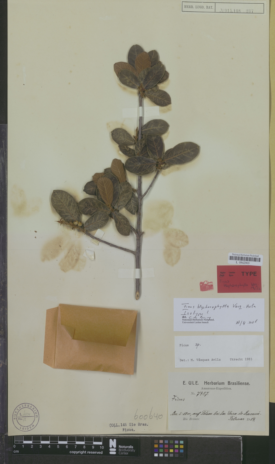 Ficus blepharophylla
