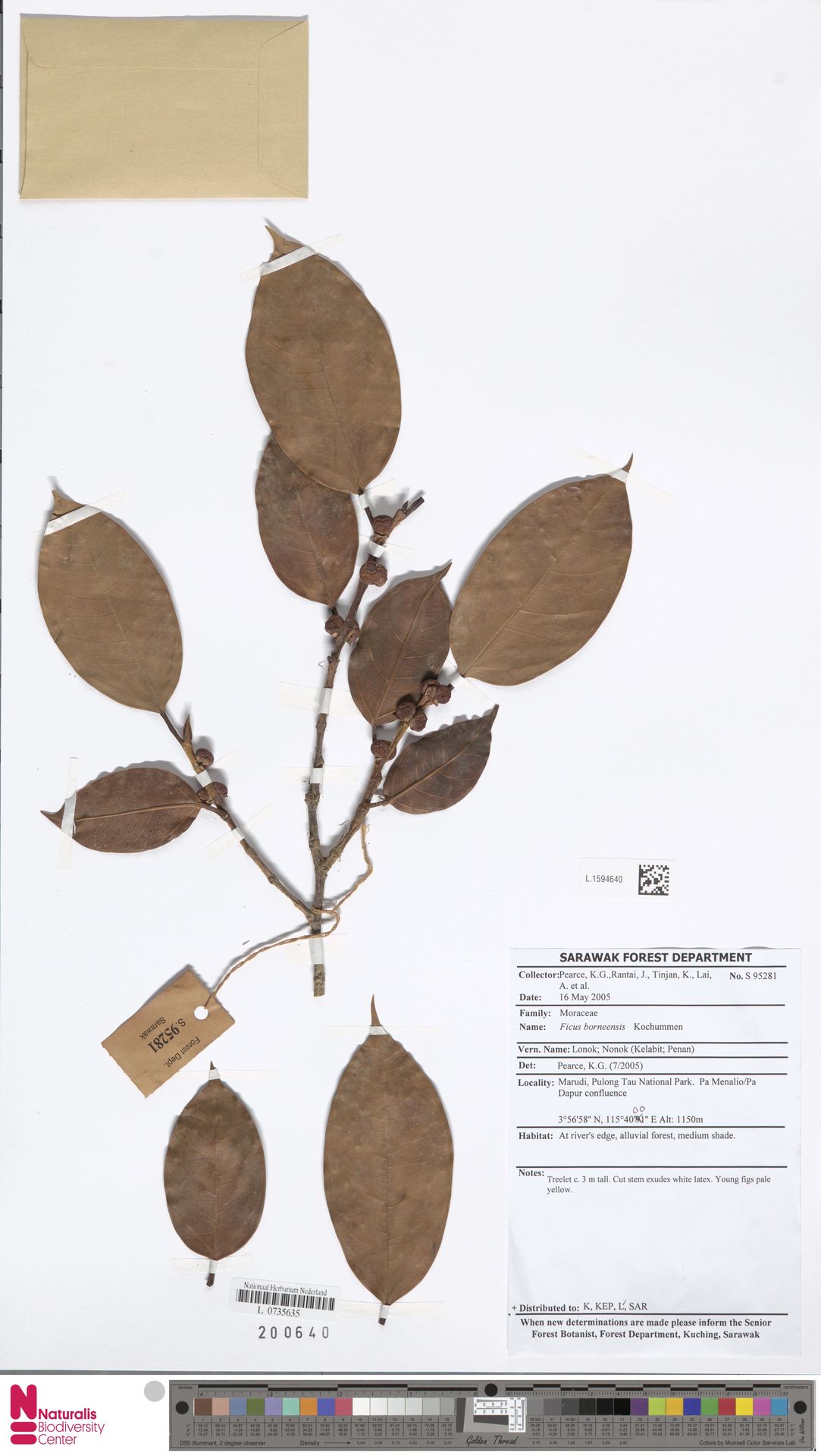 Ficus borneensis