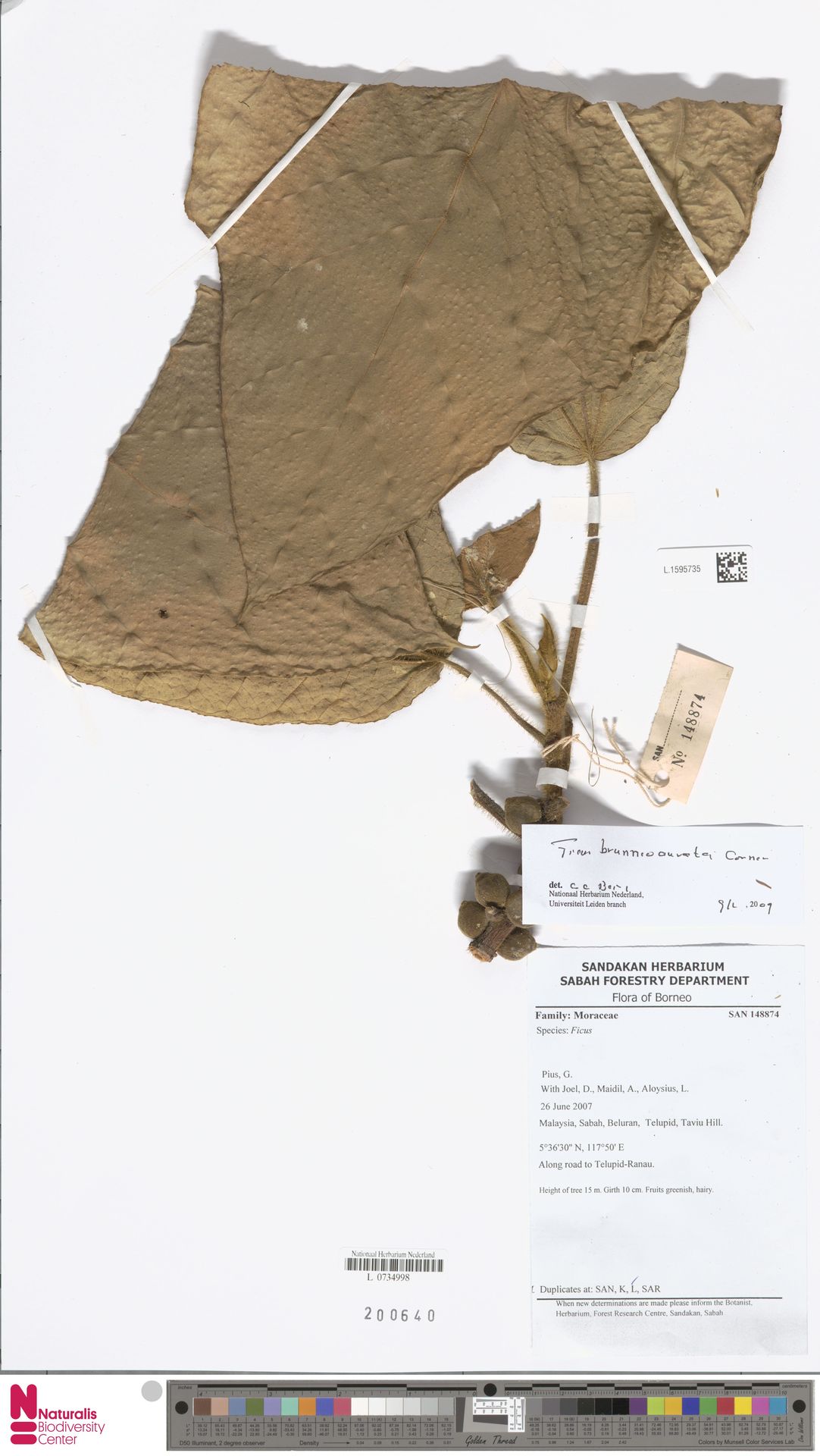 Ficus brunneoaurata