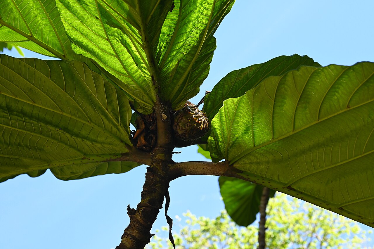 Ficus brusii