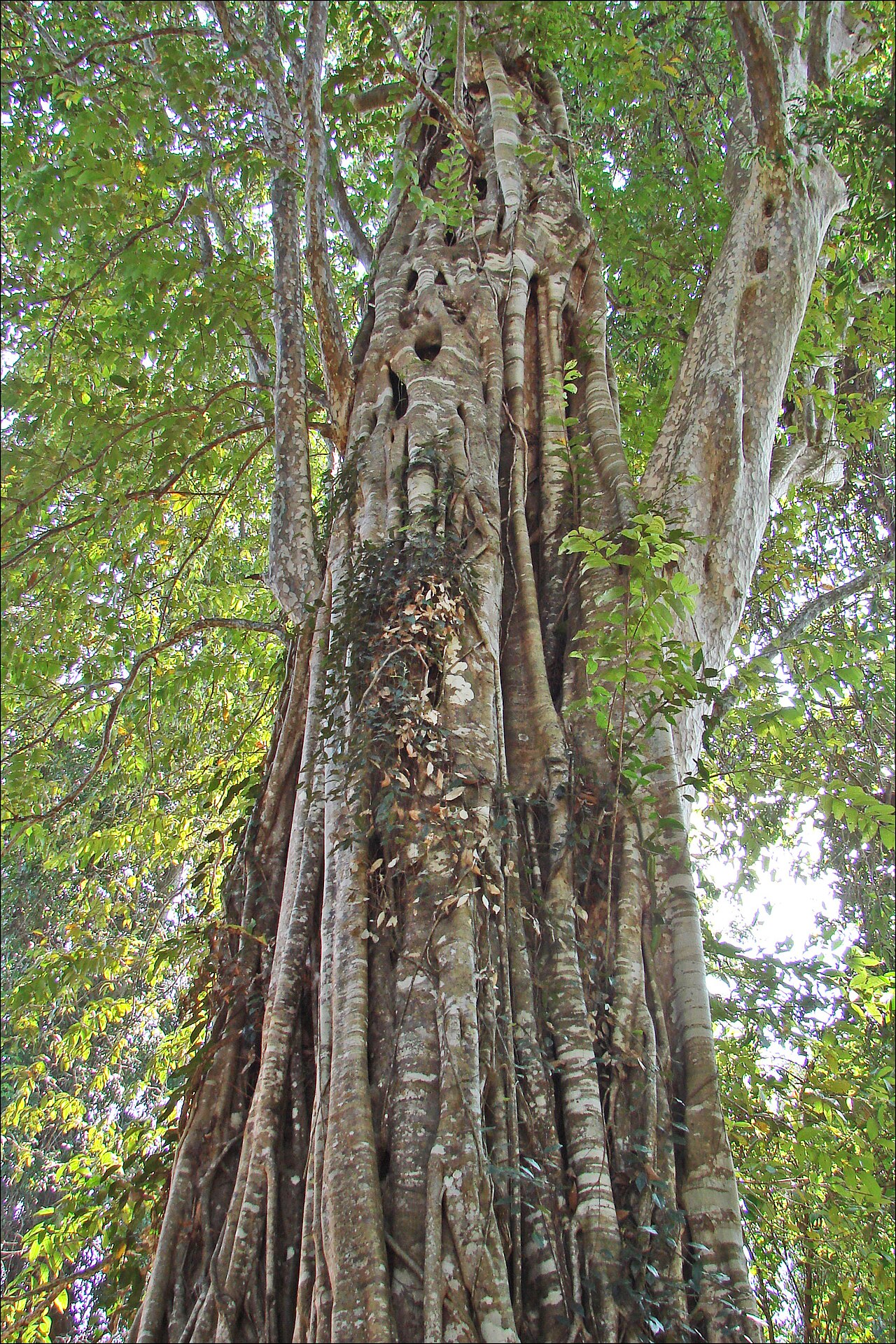 Ficus calyculata