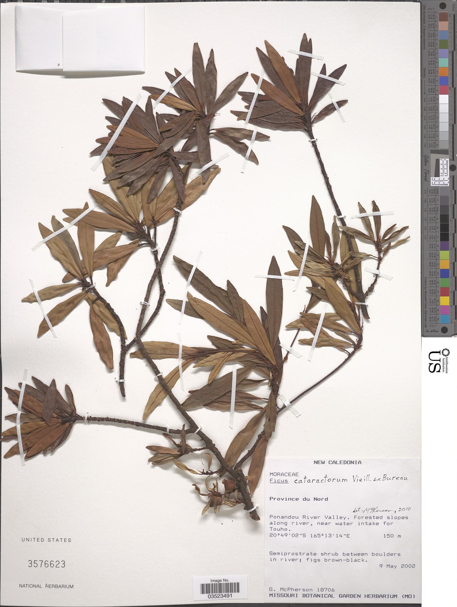 Ficus cataractorum