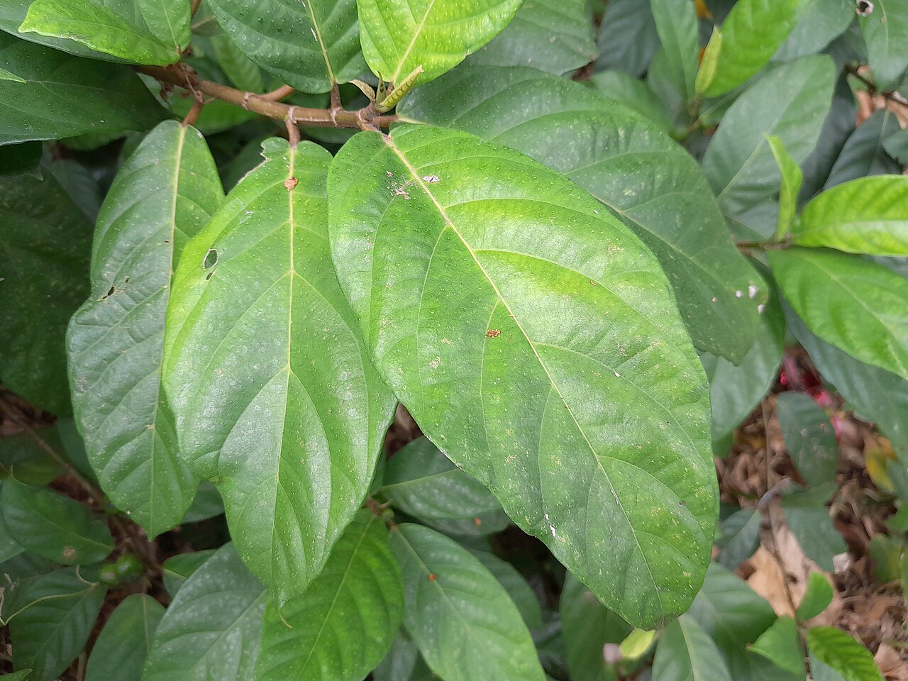 Ficus congesta