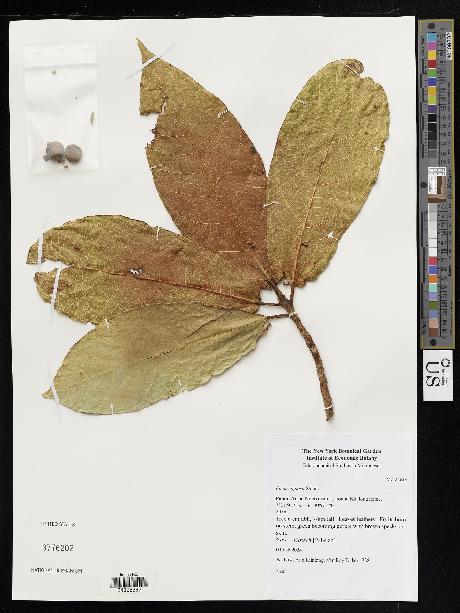 Ficus copiosa