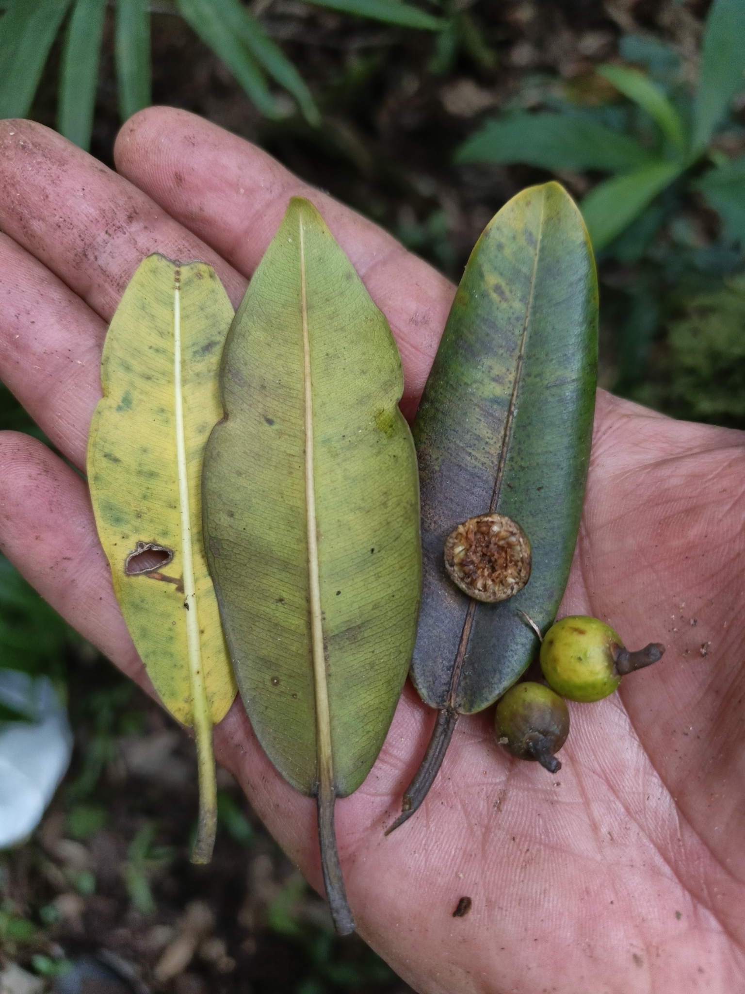 Ficus crassiuscula