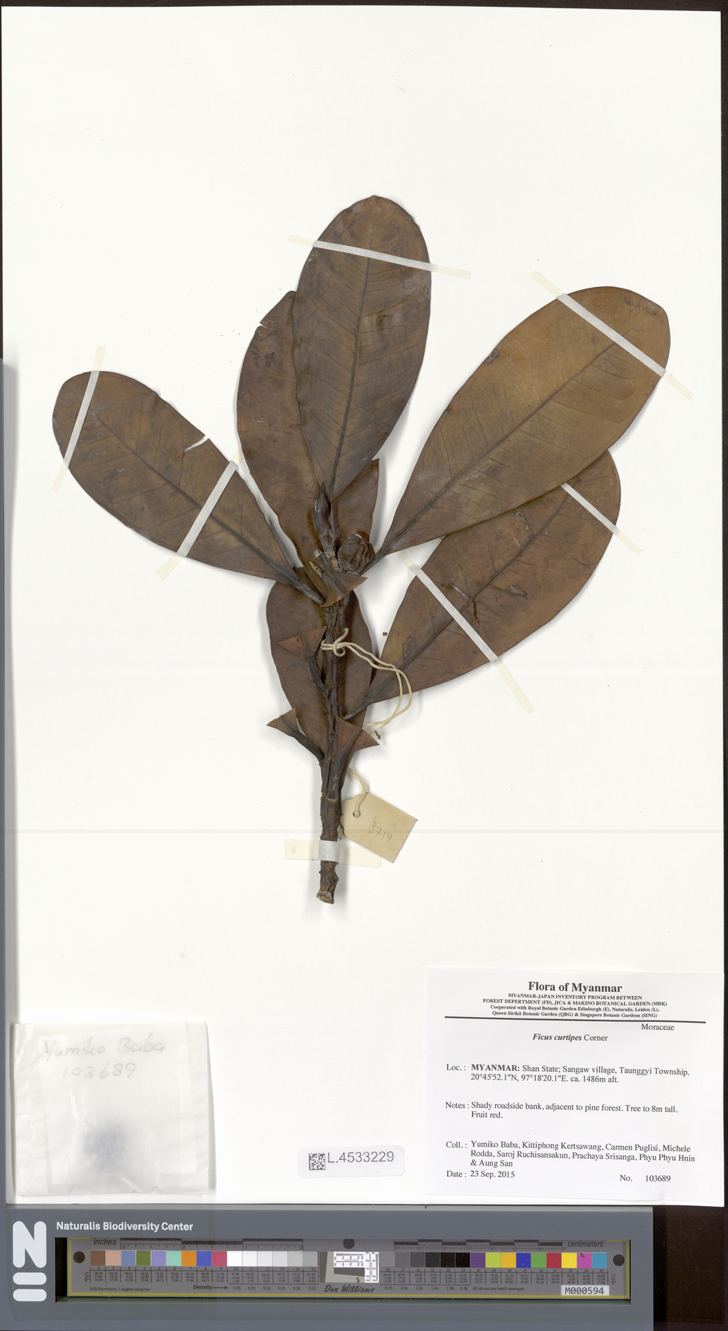 Ficus curtipes