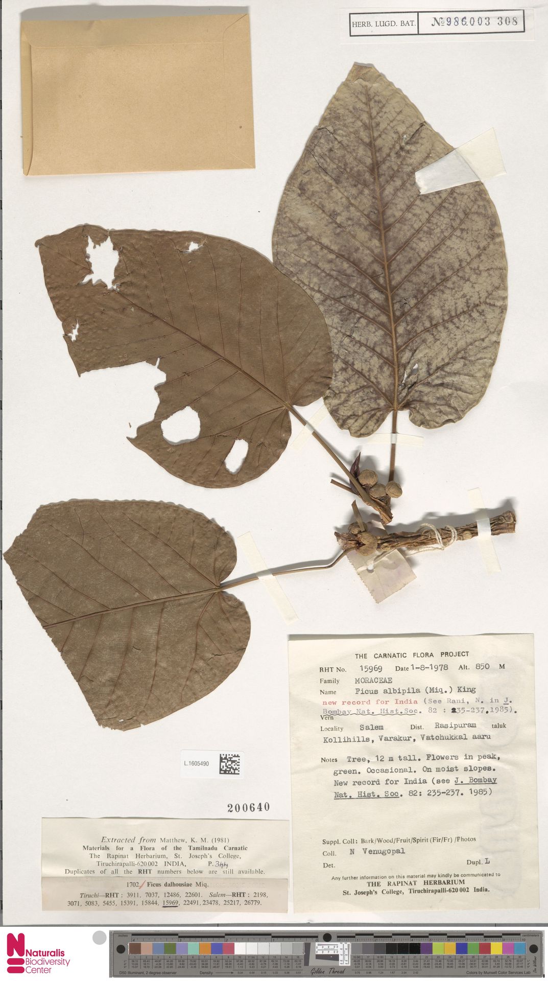 Ficus dalhousiae