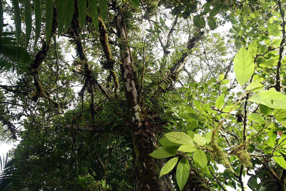 Ficus dammaropsis