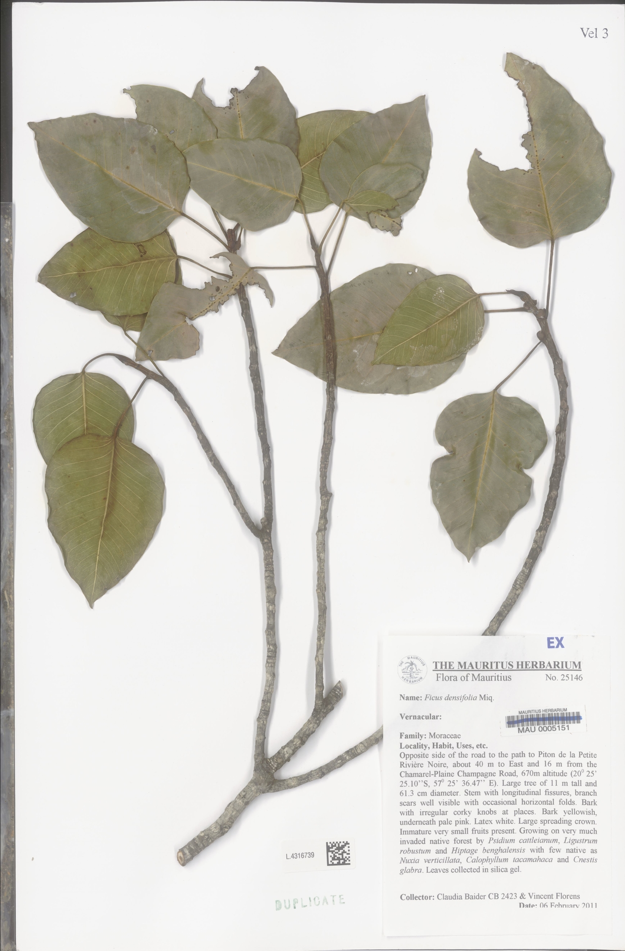 Ficus densifolia