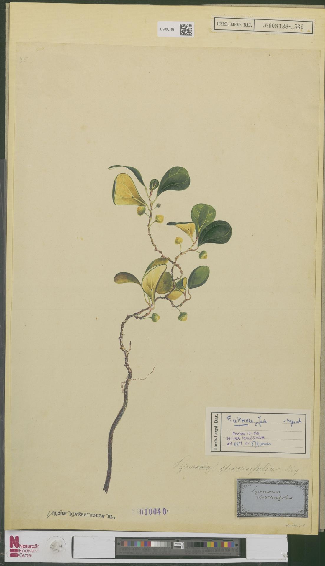 Ficus diversifolia