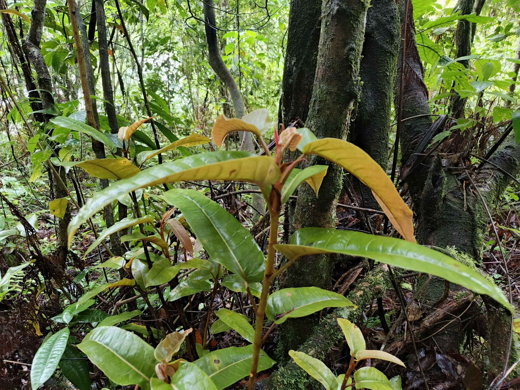 Ficus donnell-smithii