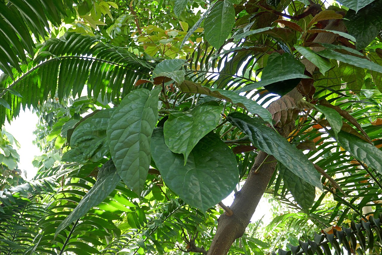 Ficus dryepondtiana