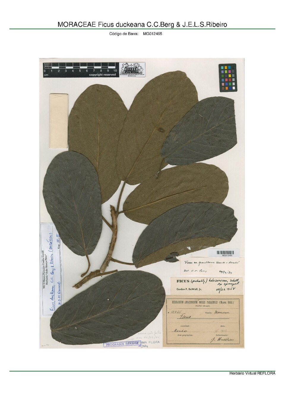 Ficus duckeana