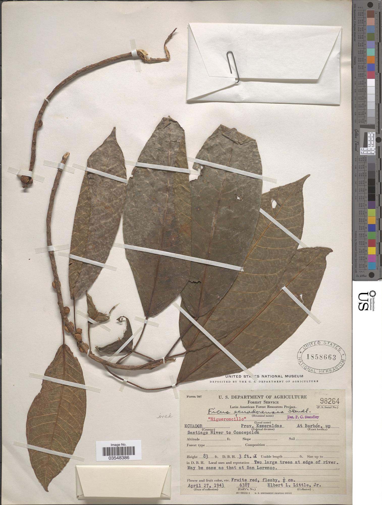 Ficus ecuadorensis