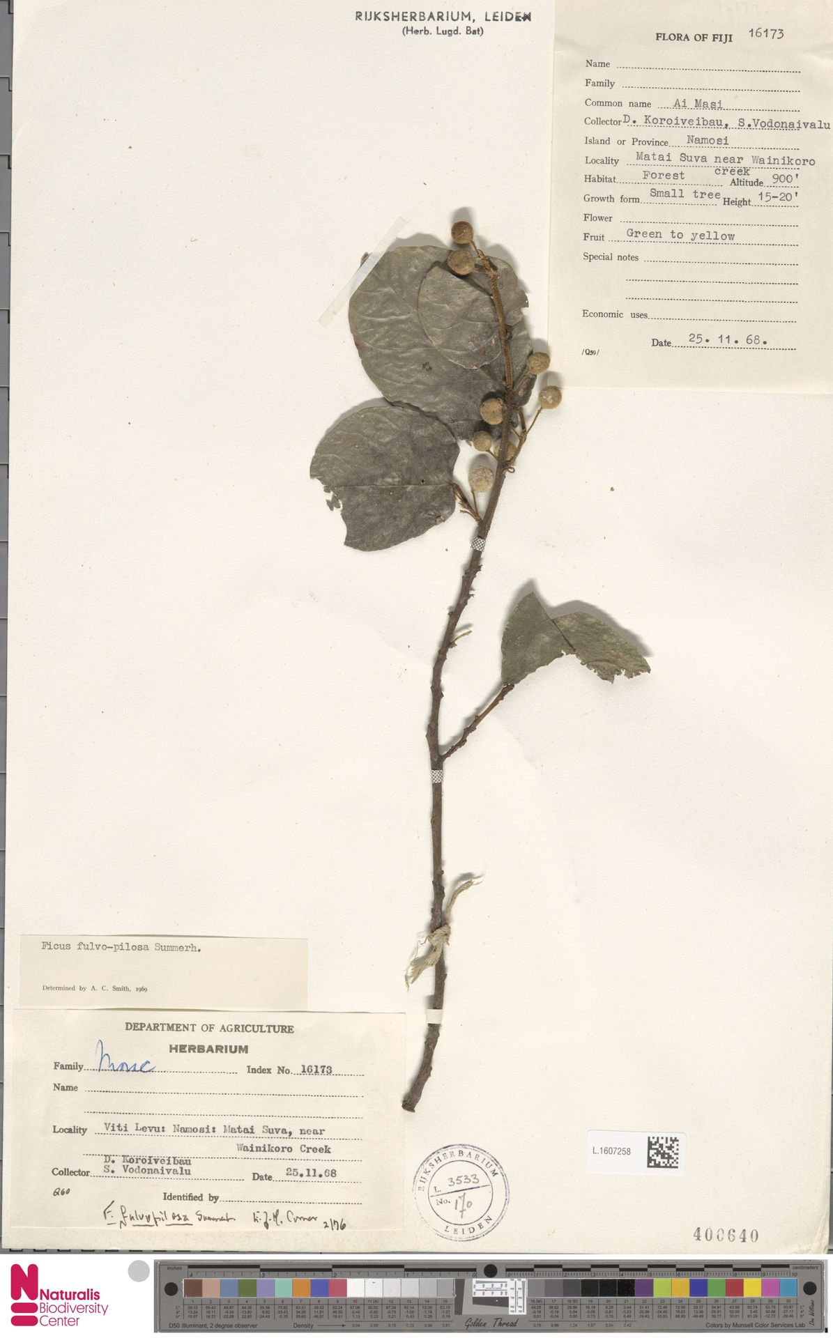 Ficus fulvopilosa
