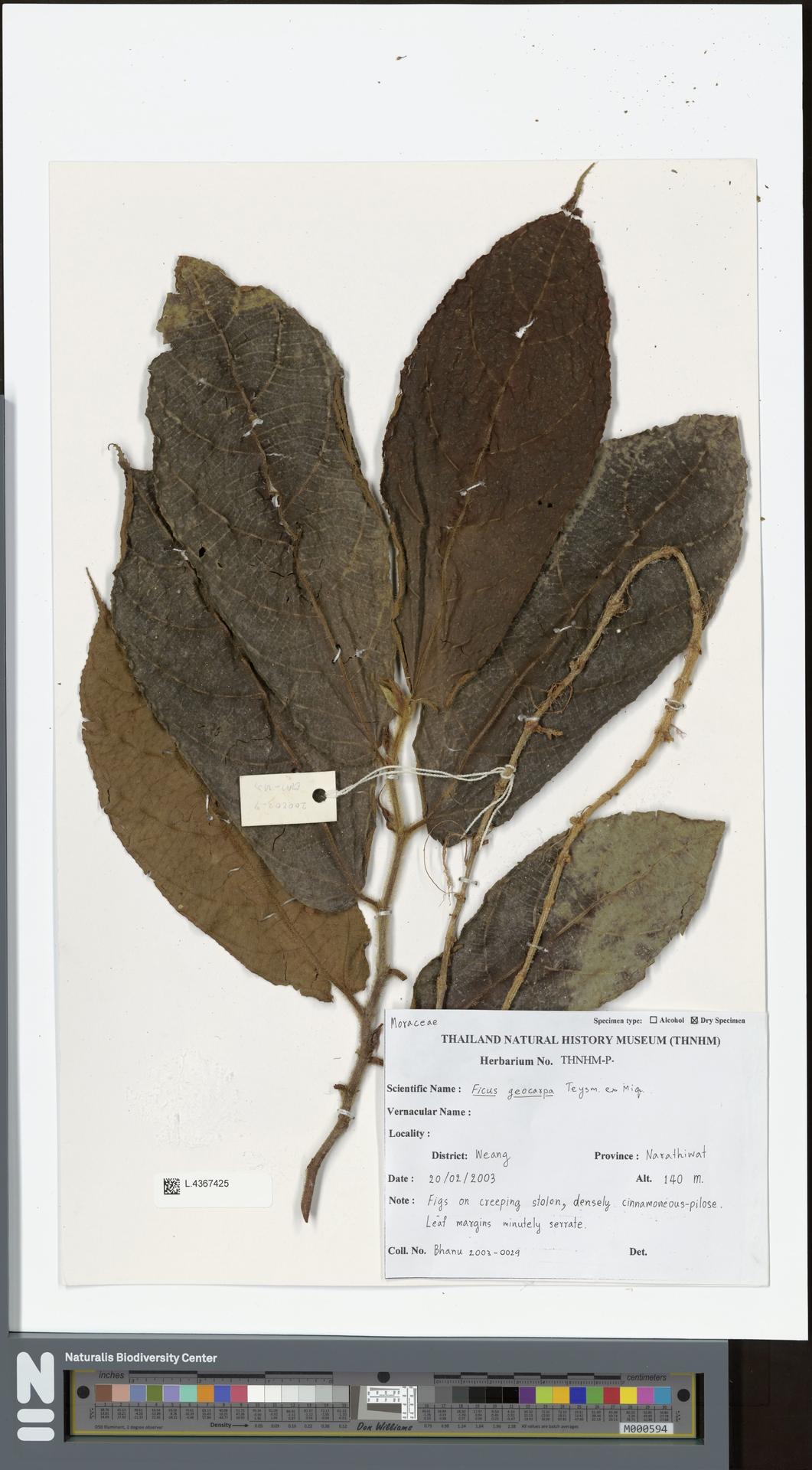 Ficus geocarpa