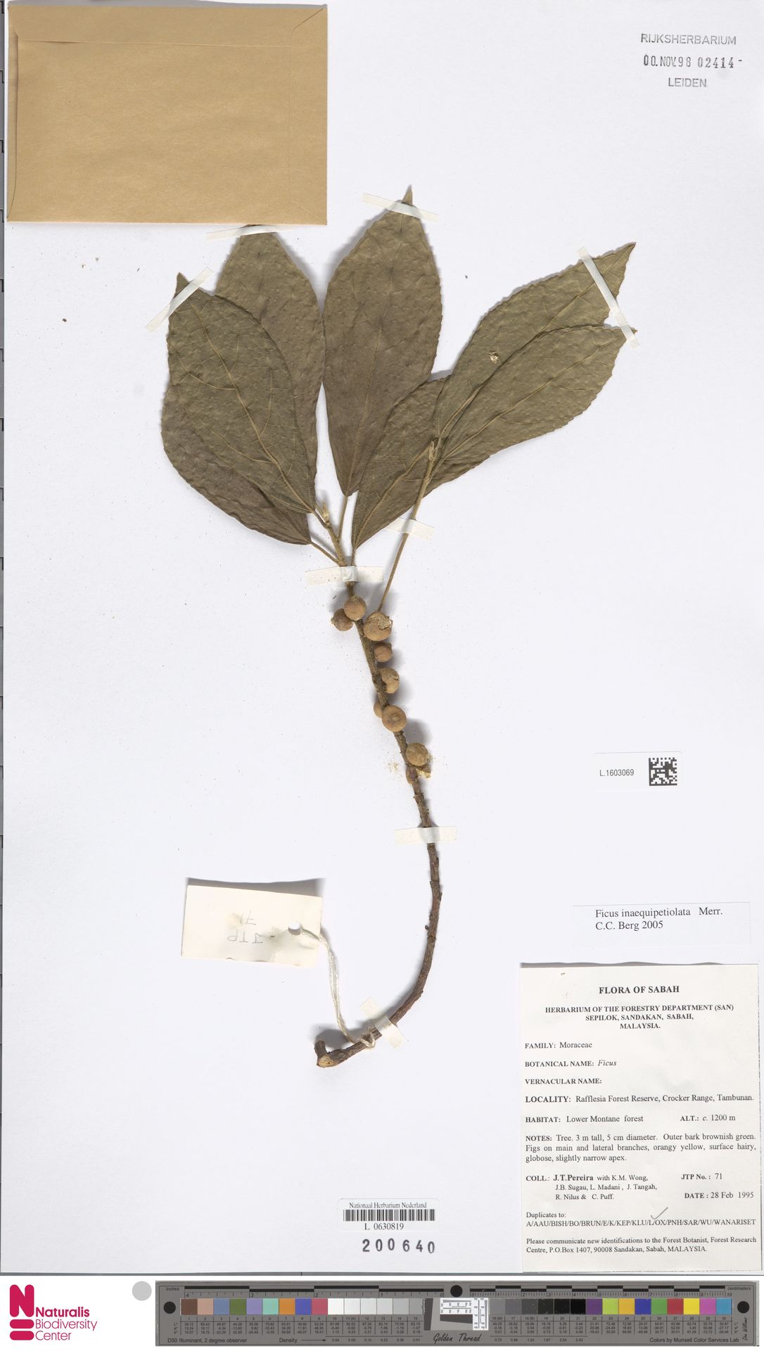 Ficus inaequipetiolata