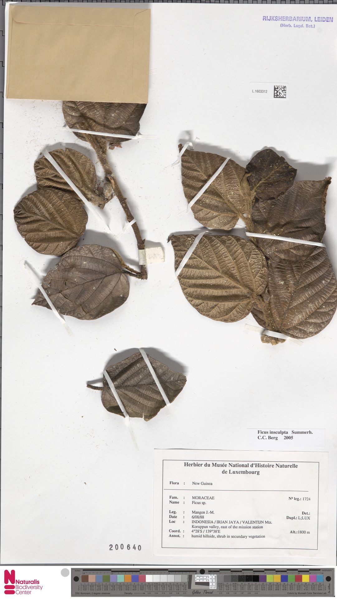 Ficus insculpta