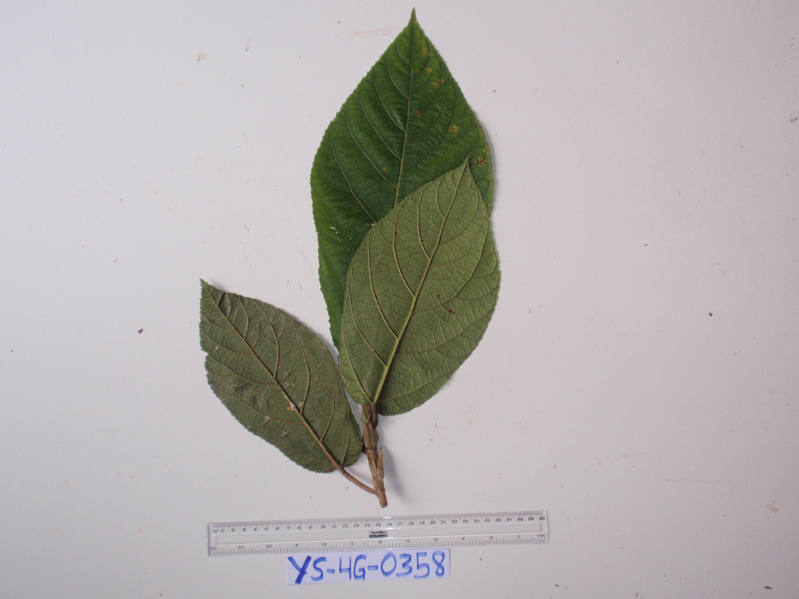 Ficus iodotricha
