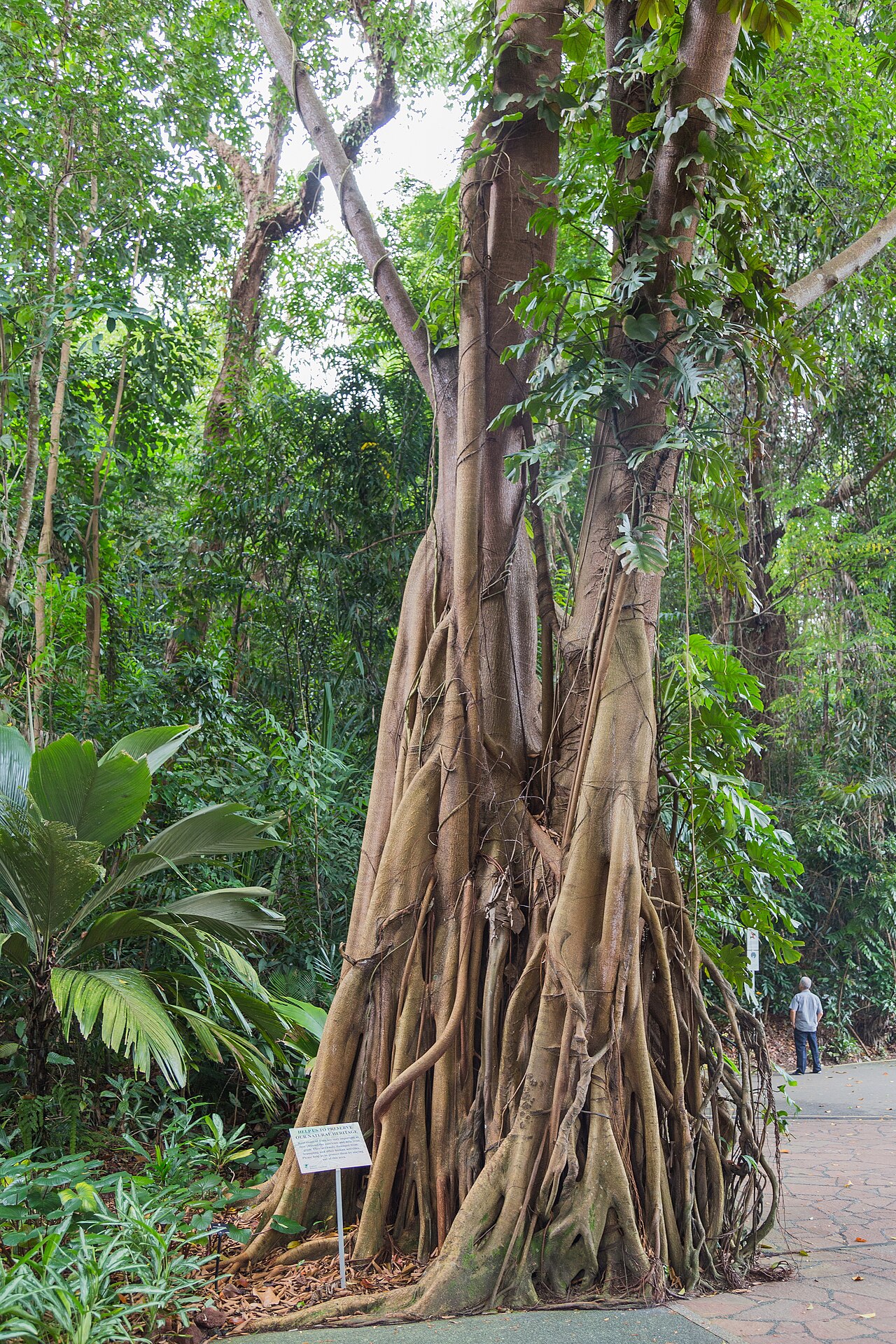 Ficus kerkhovenii