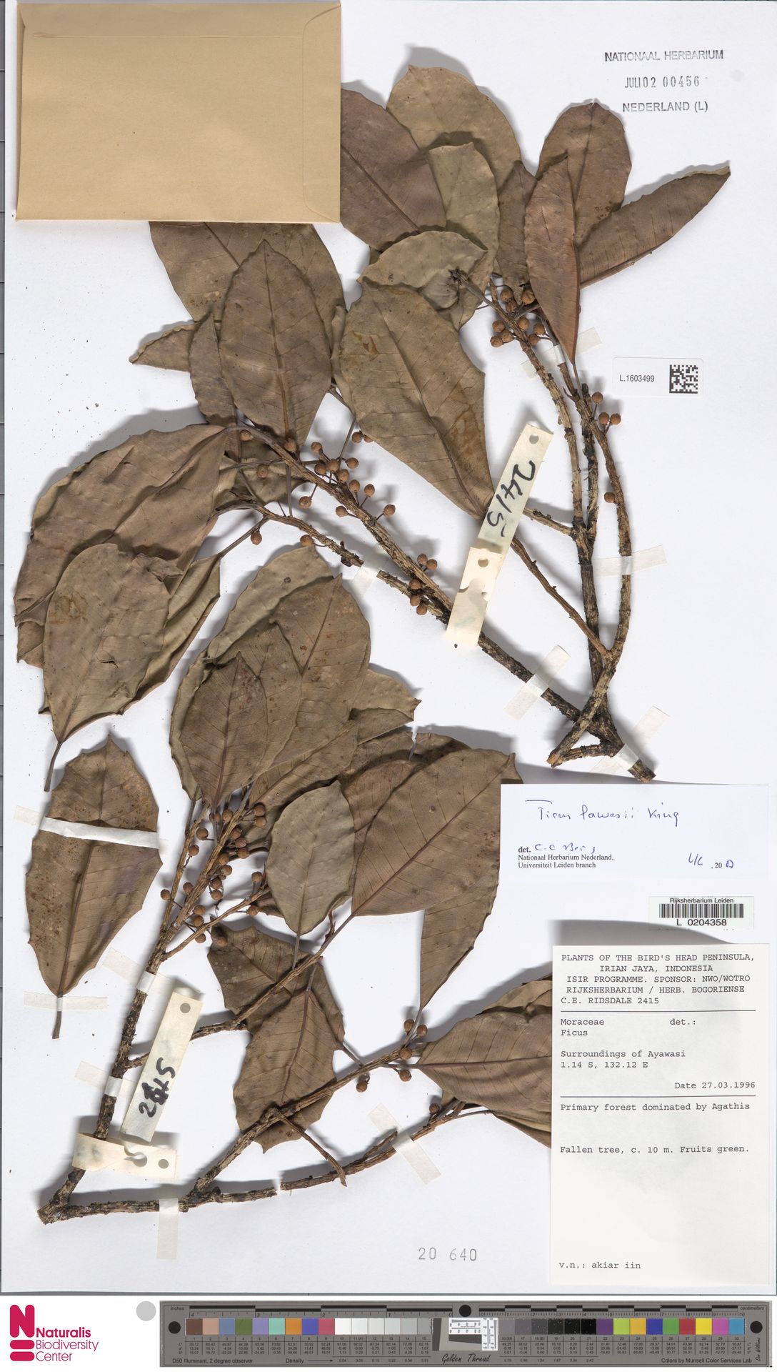 Ficus lawesii
