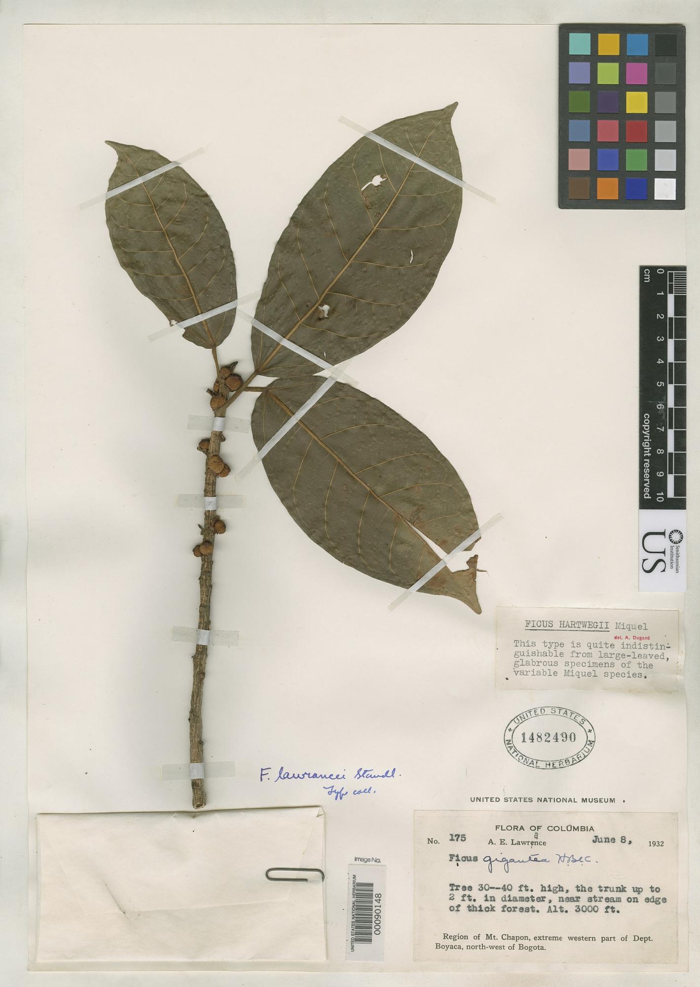 Ficus lawrancei