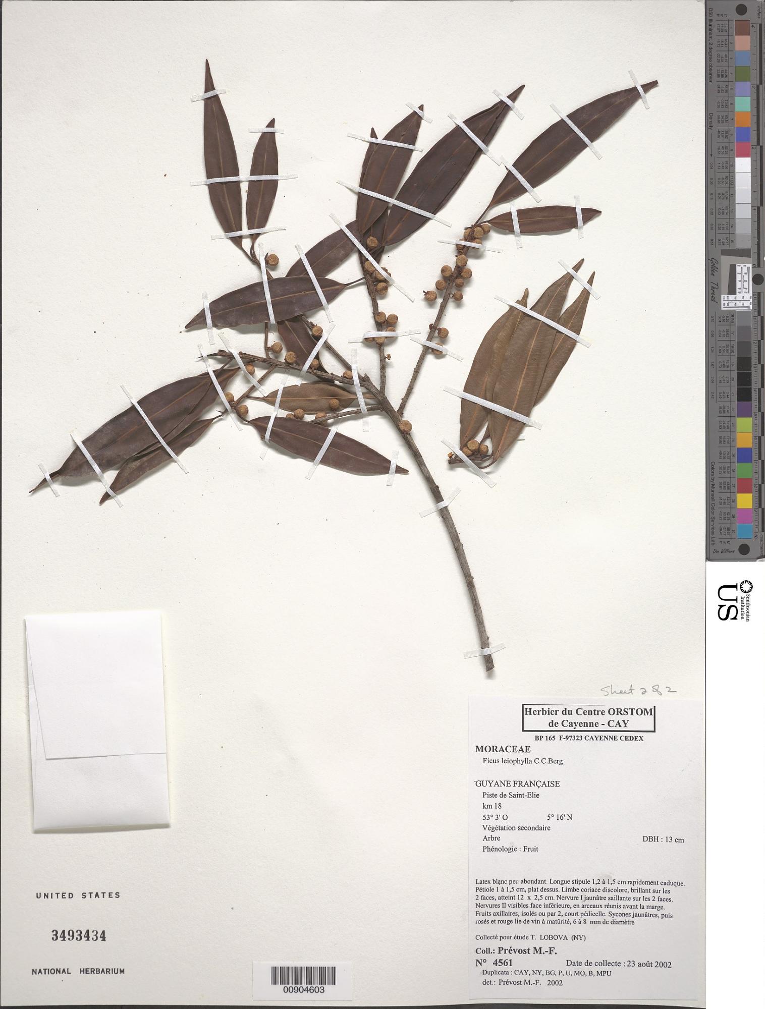 Ficus leiophylla
