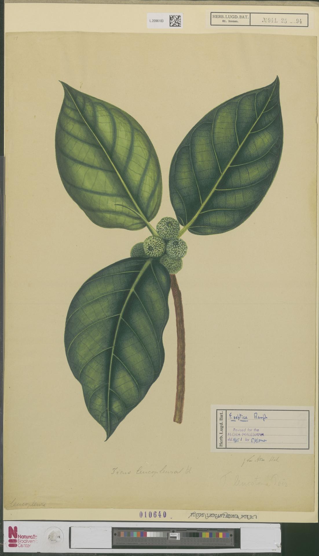 Ficus leucotoma