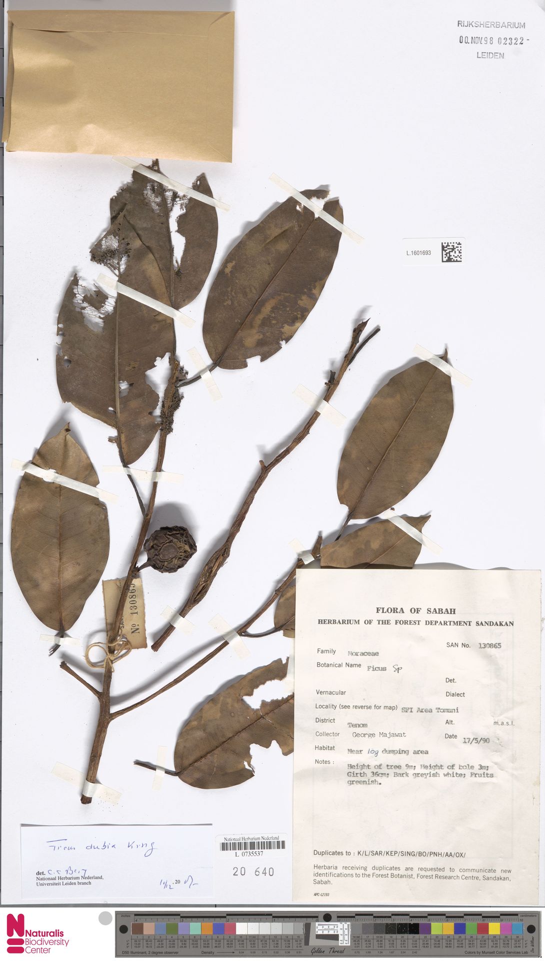 Ficus lindsayana