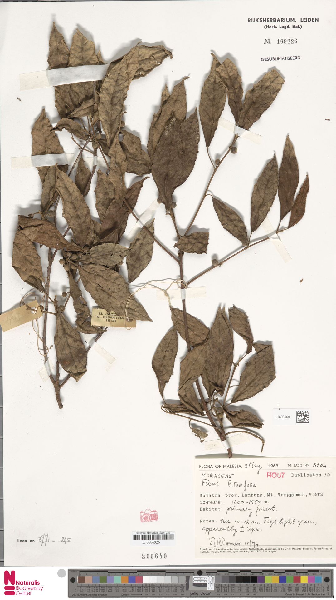 Ficus litseifolia