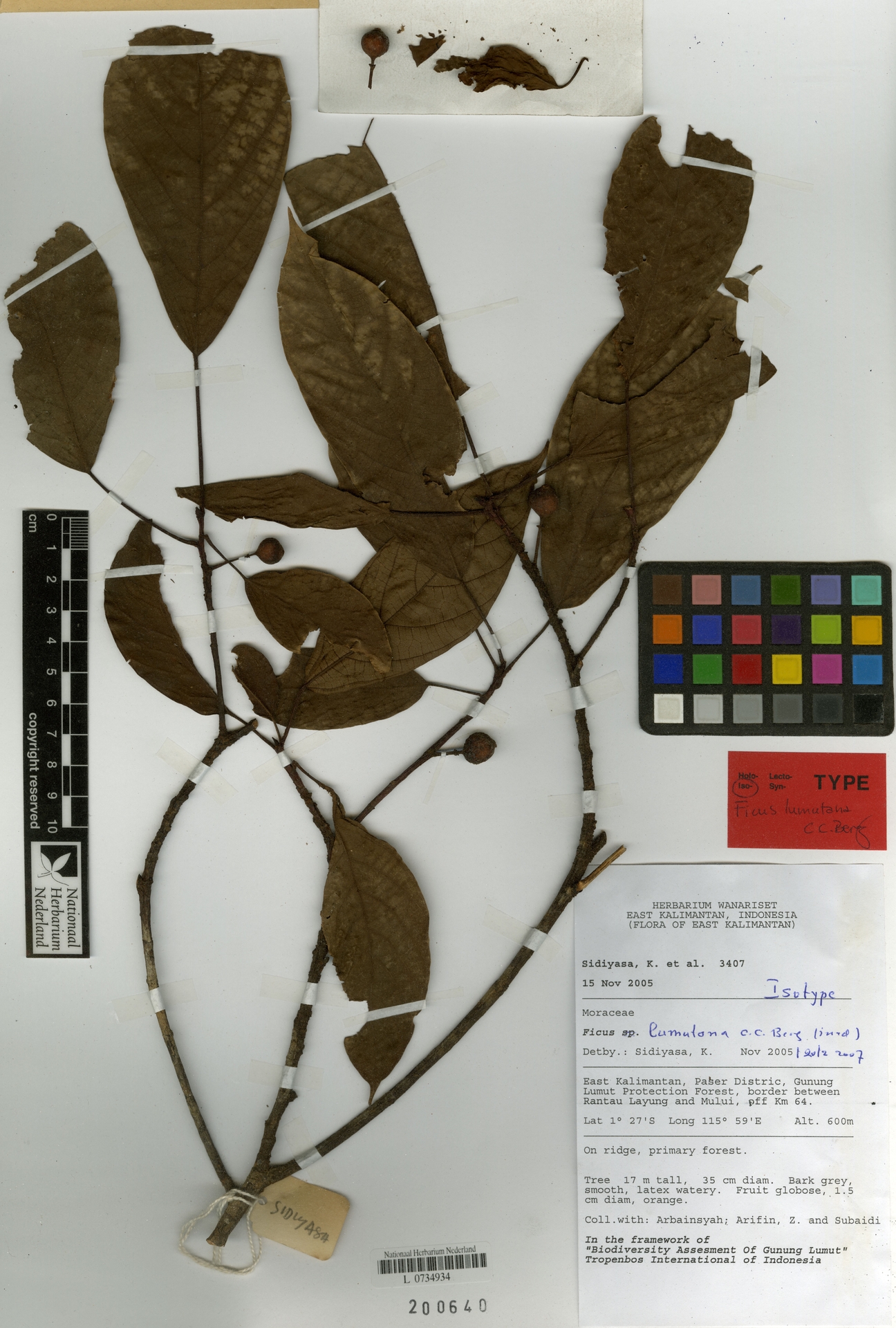 Ficus lumutana