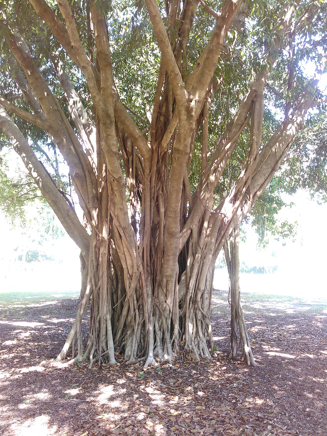 Ficus macrophylla