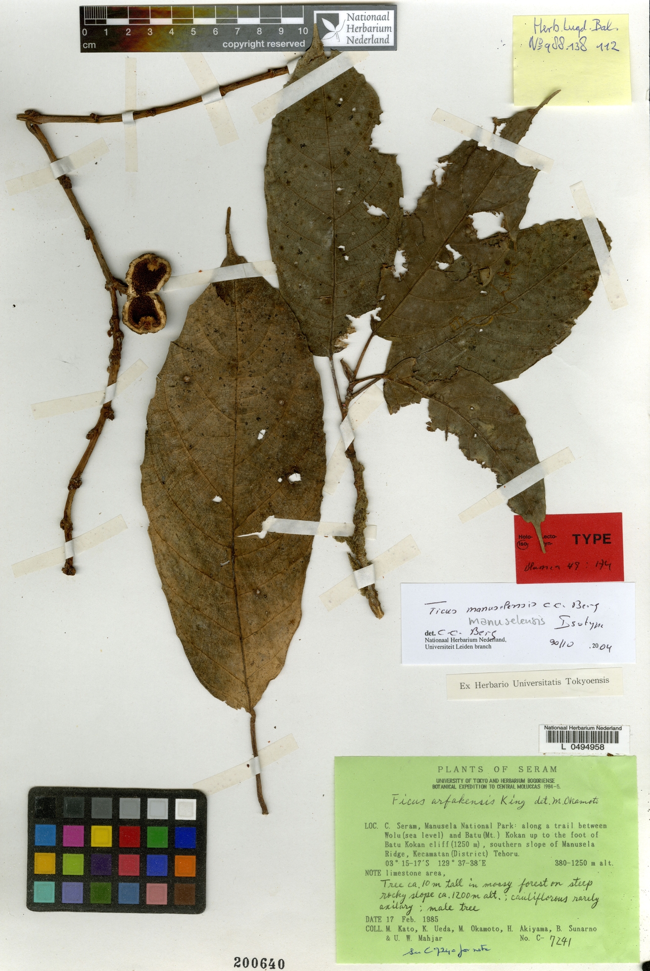 Ficus manuselensis
