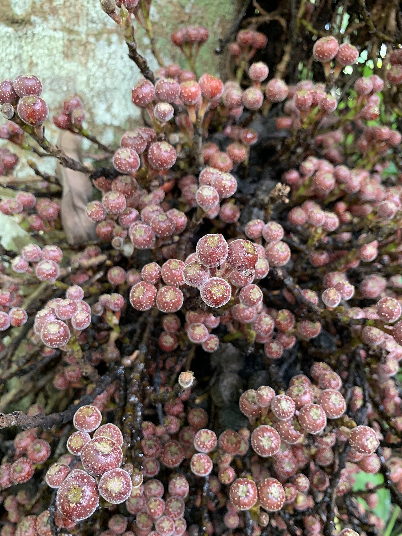 Ficus minahassae