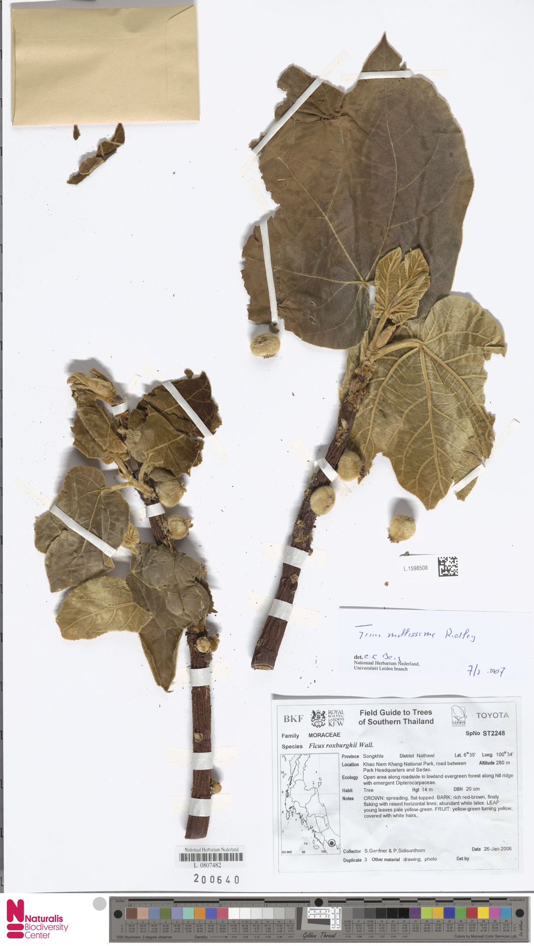 Ficus mollissima