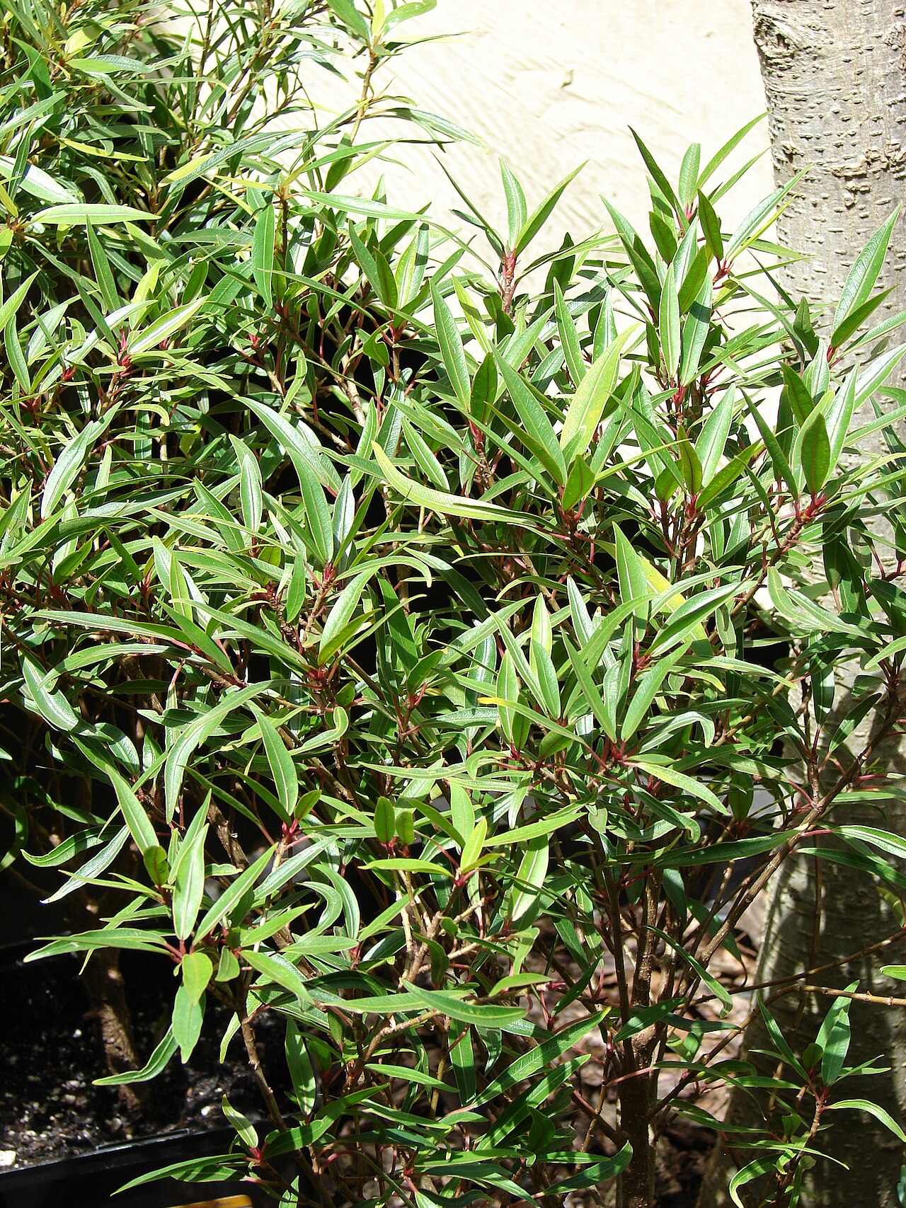 Ficus neriifolia