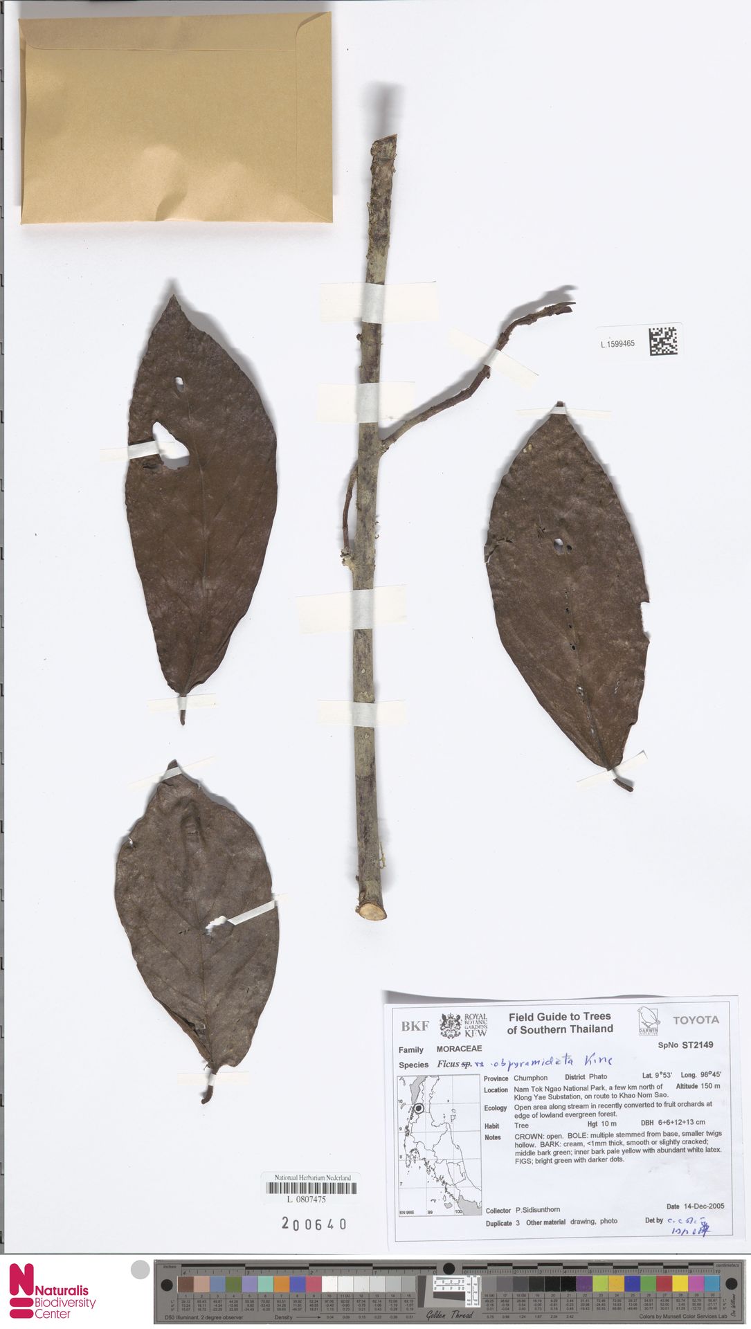 Ficus obpyramidata