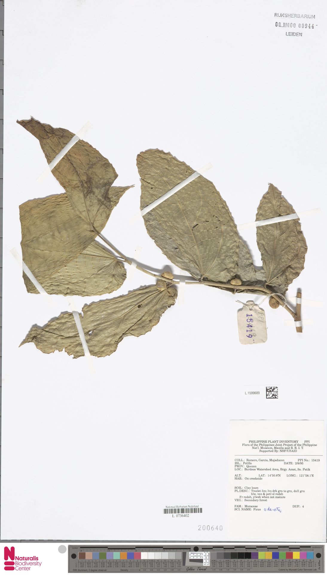 Ficus odorata
