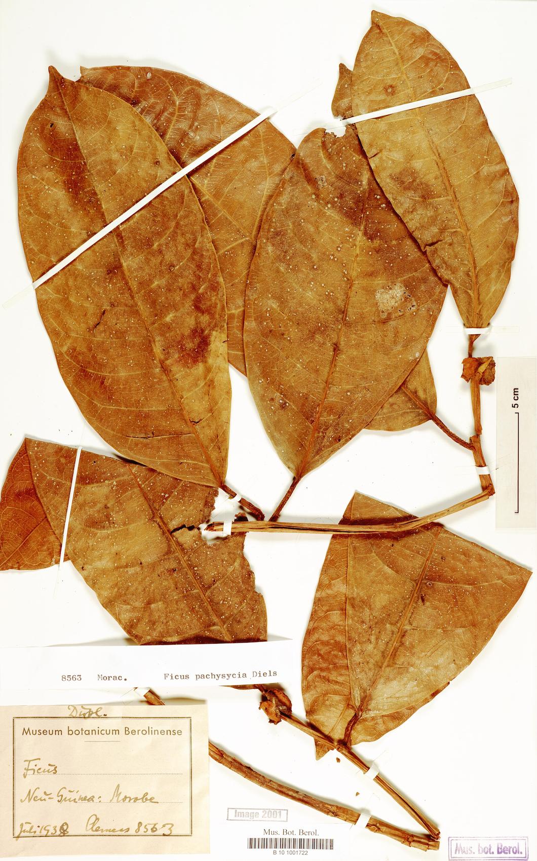 Ficus pachysycia