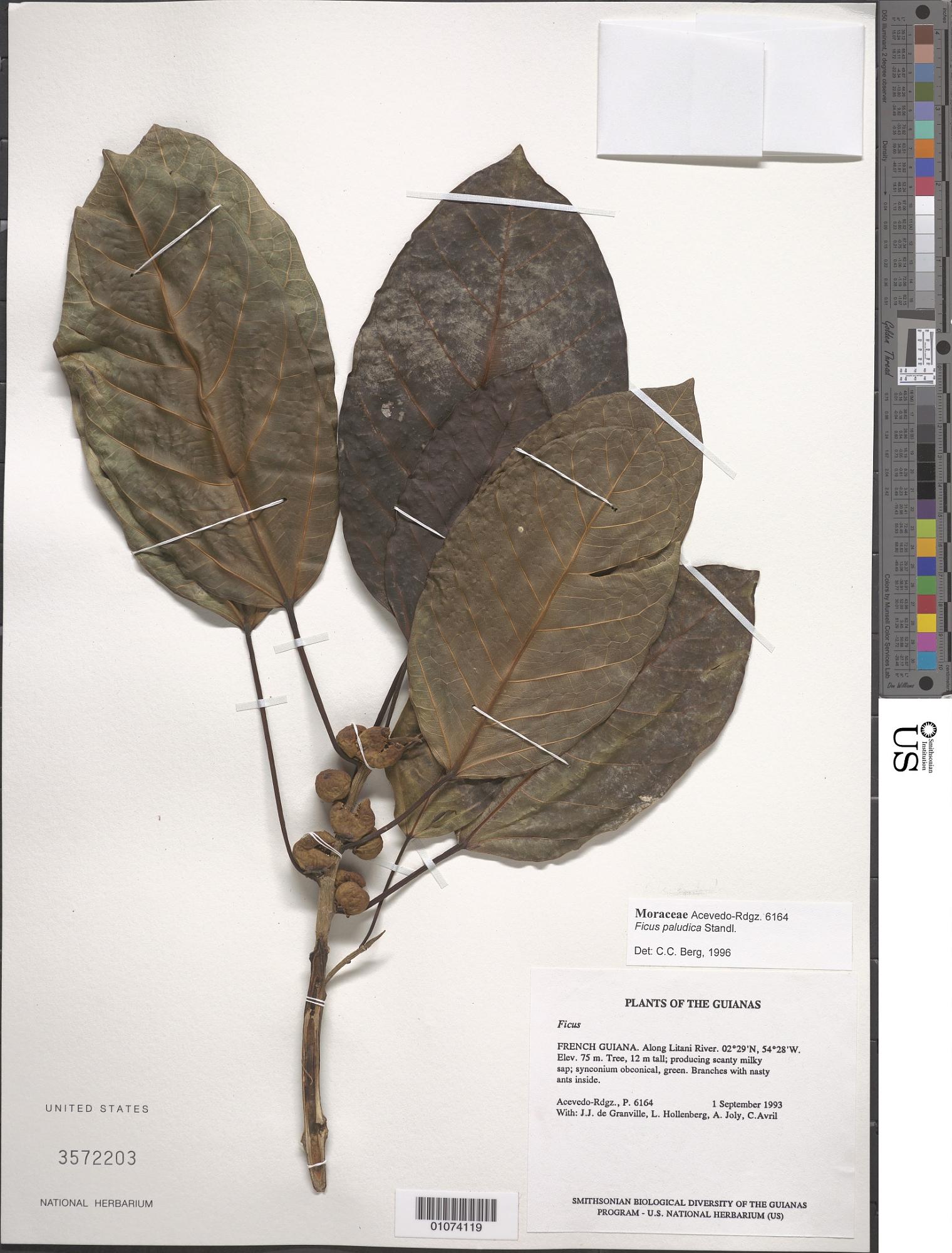 Ficus paludica