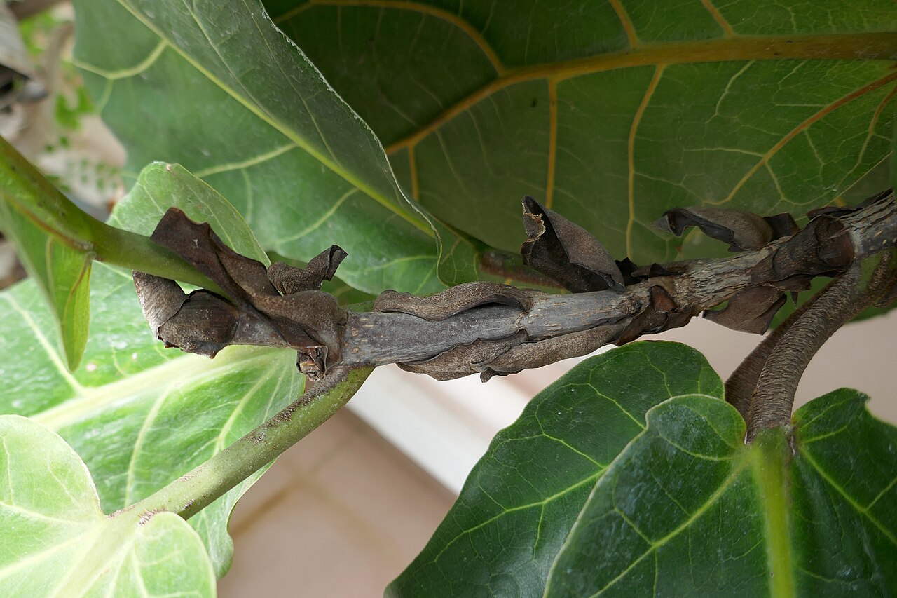 Ficus pandurata