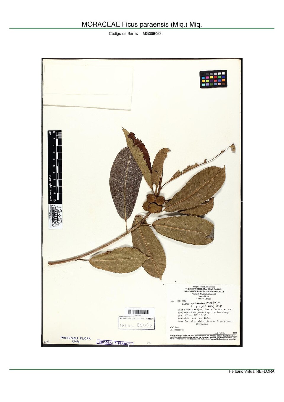 Ficus paraensis