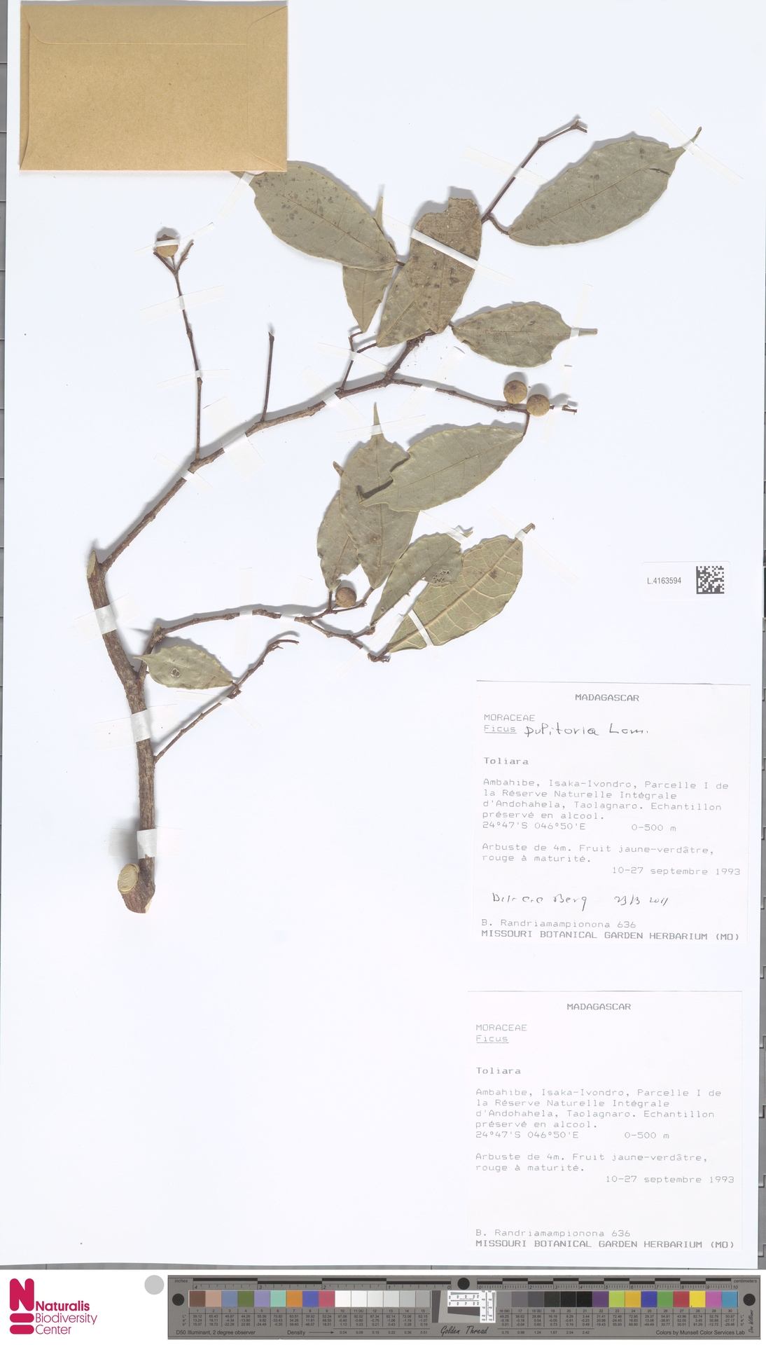 Ficus parietaria