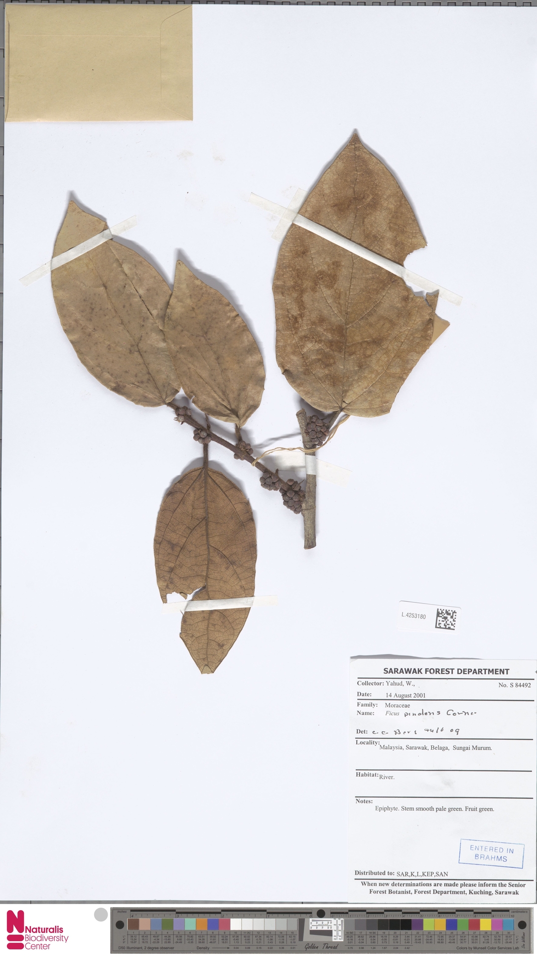 Ficus pendens