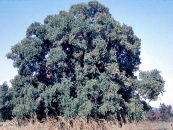 Ficus petersii