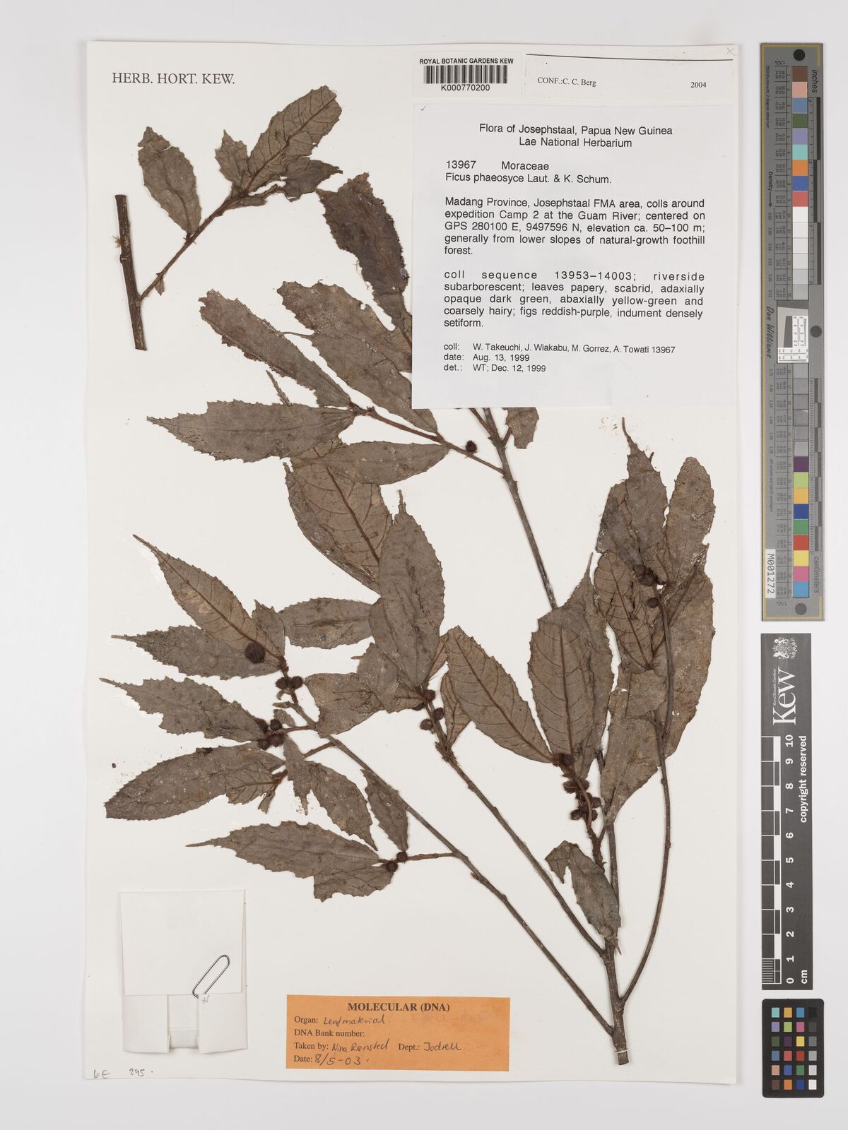 Ficus phaeosyce