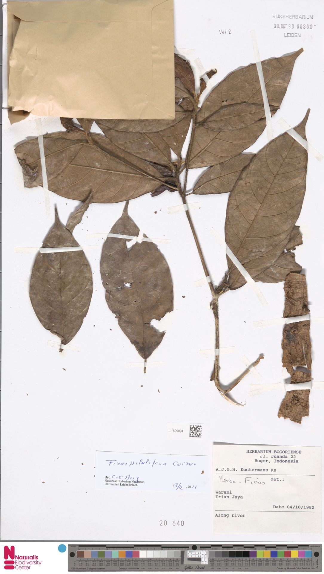 Ficus pilulifera