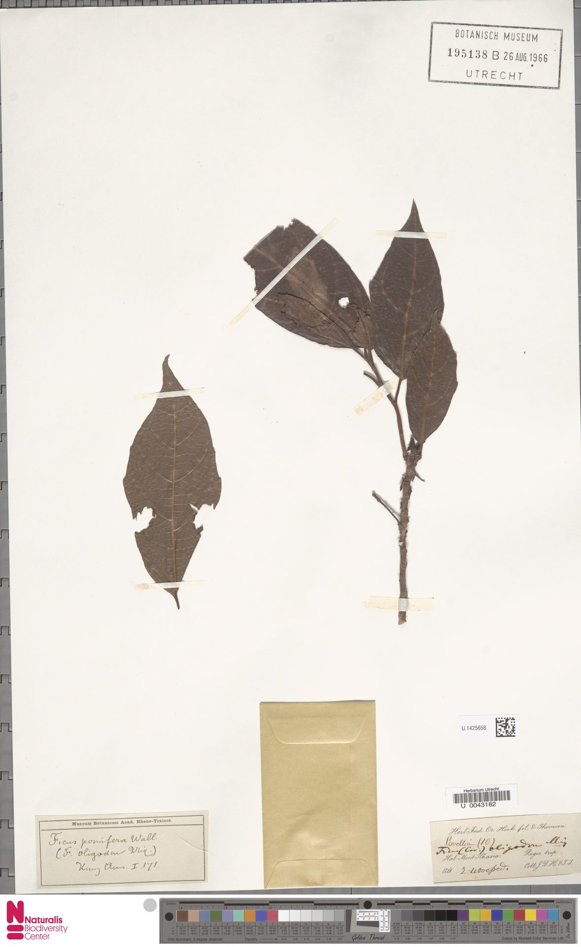 Ficus pomifera