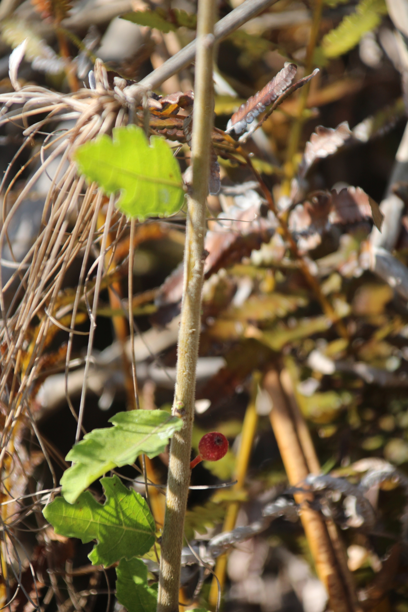 Ficus pygmaea