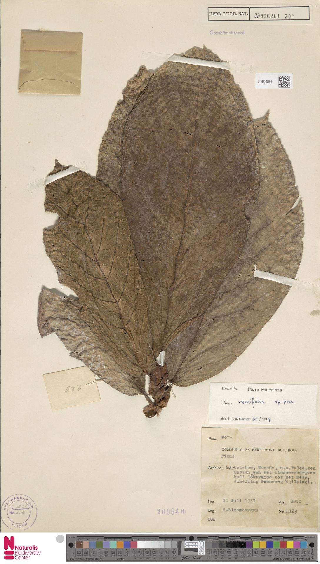 Ficus remifolia